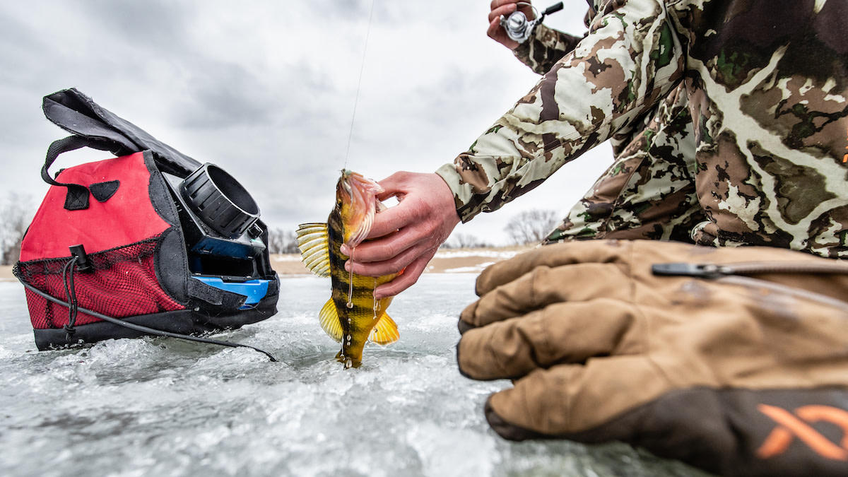 How to catch more perch Ice fishing. #fishing #tips #