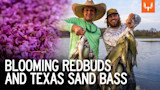 Blooming Redbuds | Texas Sand Bass