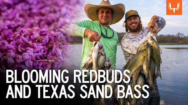 Blooming Redbuds | Texas Sand Bass