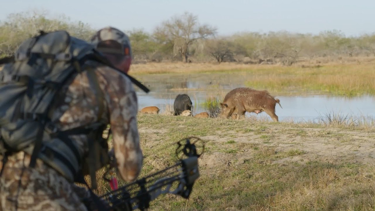 Texas Archery Hog On The Hunt Season 2
