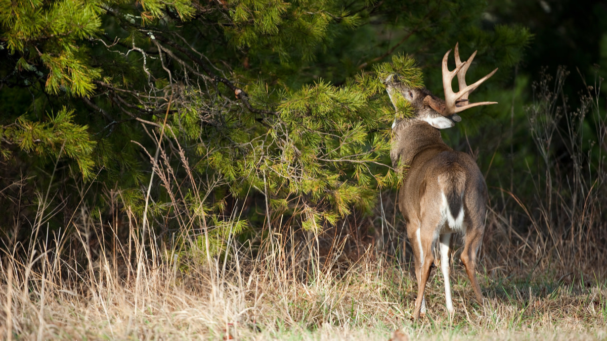 How to Kill a Buck Hunting Scrapes