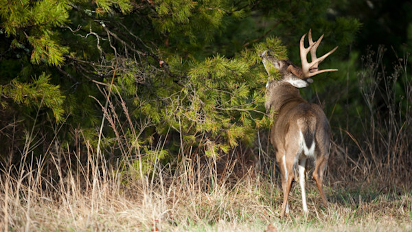 How to Kill a Buck Hunting Scrapes