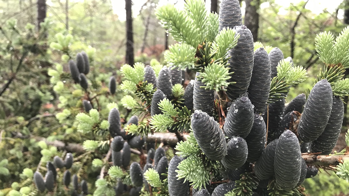 new pinecones 