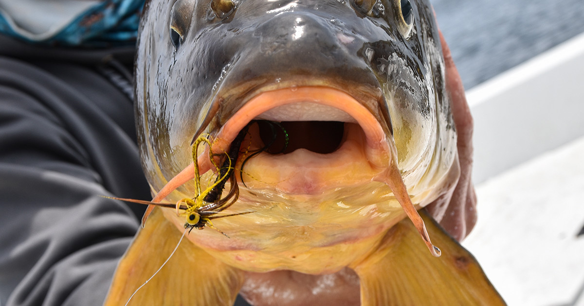 carp fishing lure Equipment Hair Rigs, 3 Pack Carp Bait Rigs Size 2 4 6 The mixed 6 oz Magic Bait | Carp 2oz