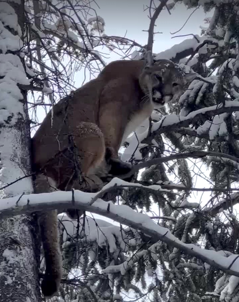 The Truth About Derek Wolfe's Viral Mountain Lion Hunt | MeatEater