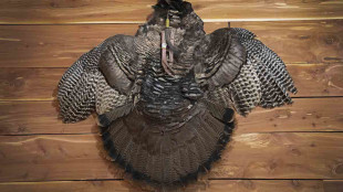 Video: How to Mount a Turkey Cape and Fan
