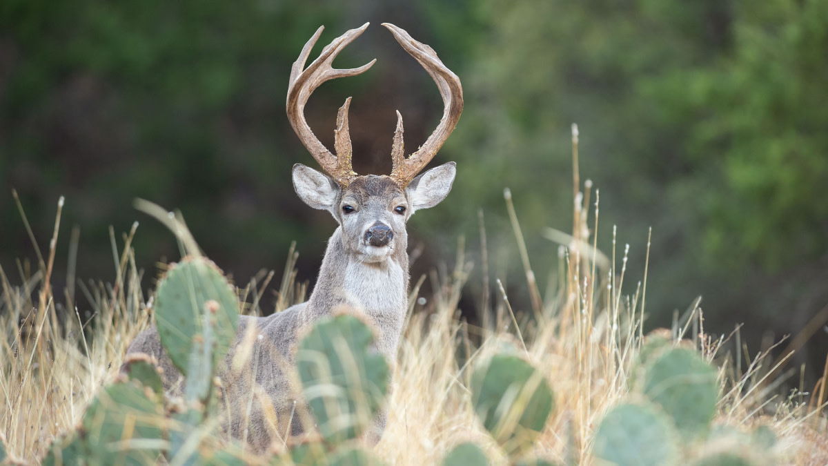 4 Most Endangered Whitetail Destinations in America