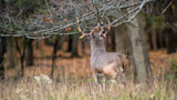 Mature whitetail buck rubbing antlers on low tree branch in forest clearing