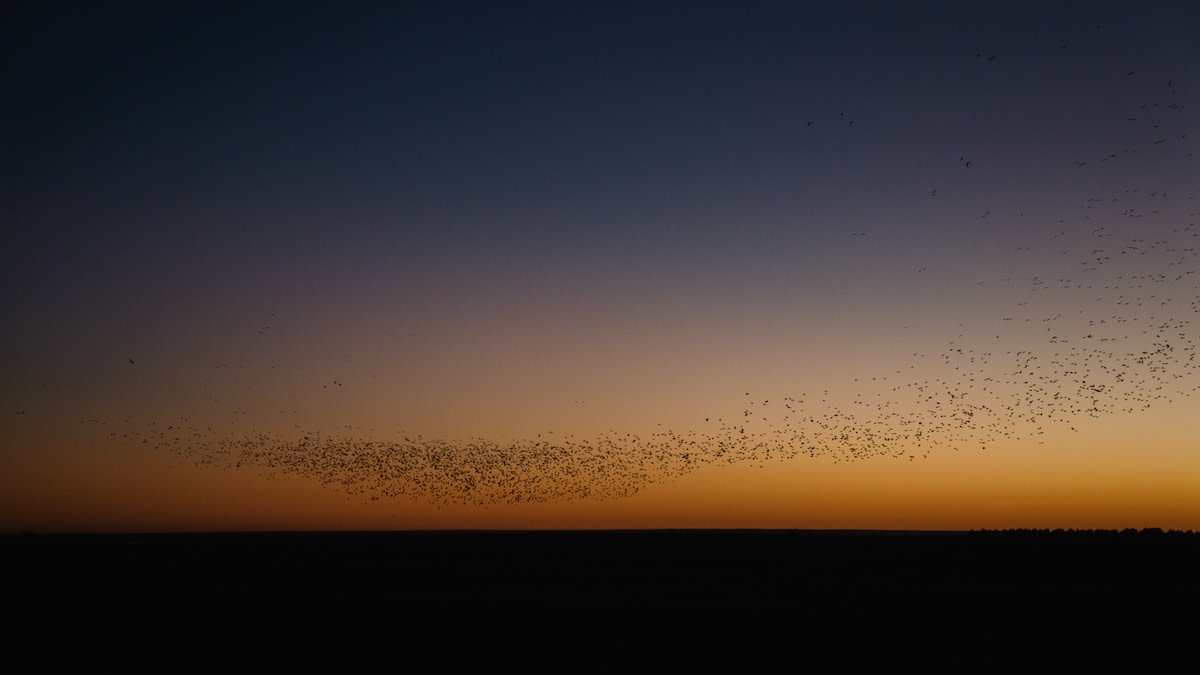 Why Waterfowlers Should Love Regenerative Agriculture