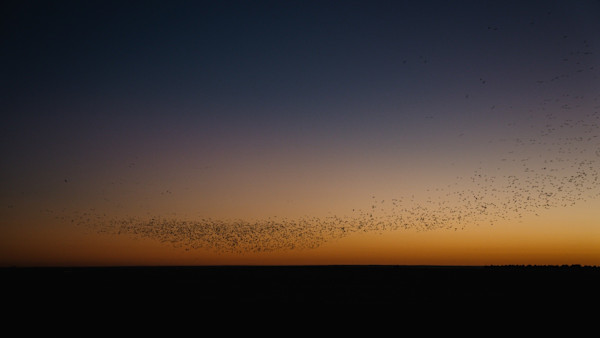 Why Waterfowlers Should Love Regenerative Agriculture