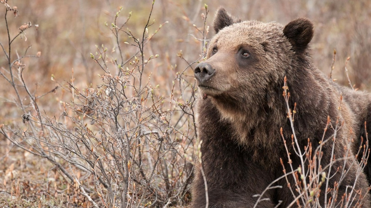 Angler Killed by Grizzly in First Attack of 2021