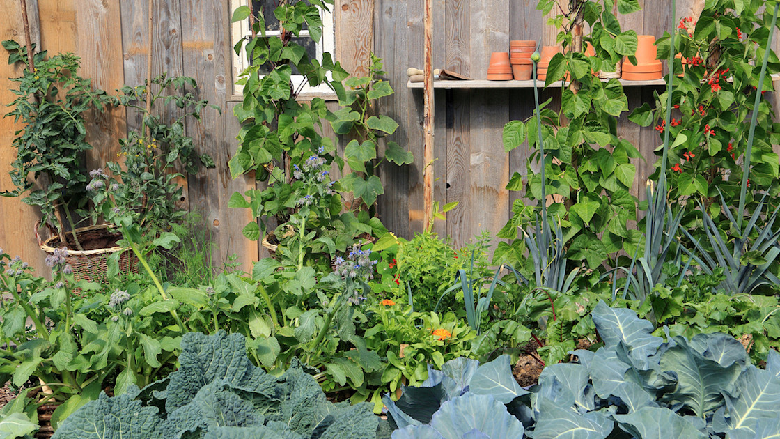 How to Assess Your Garden's Microclimate | Wild + Whole