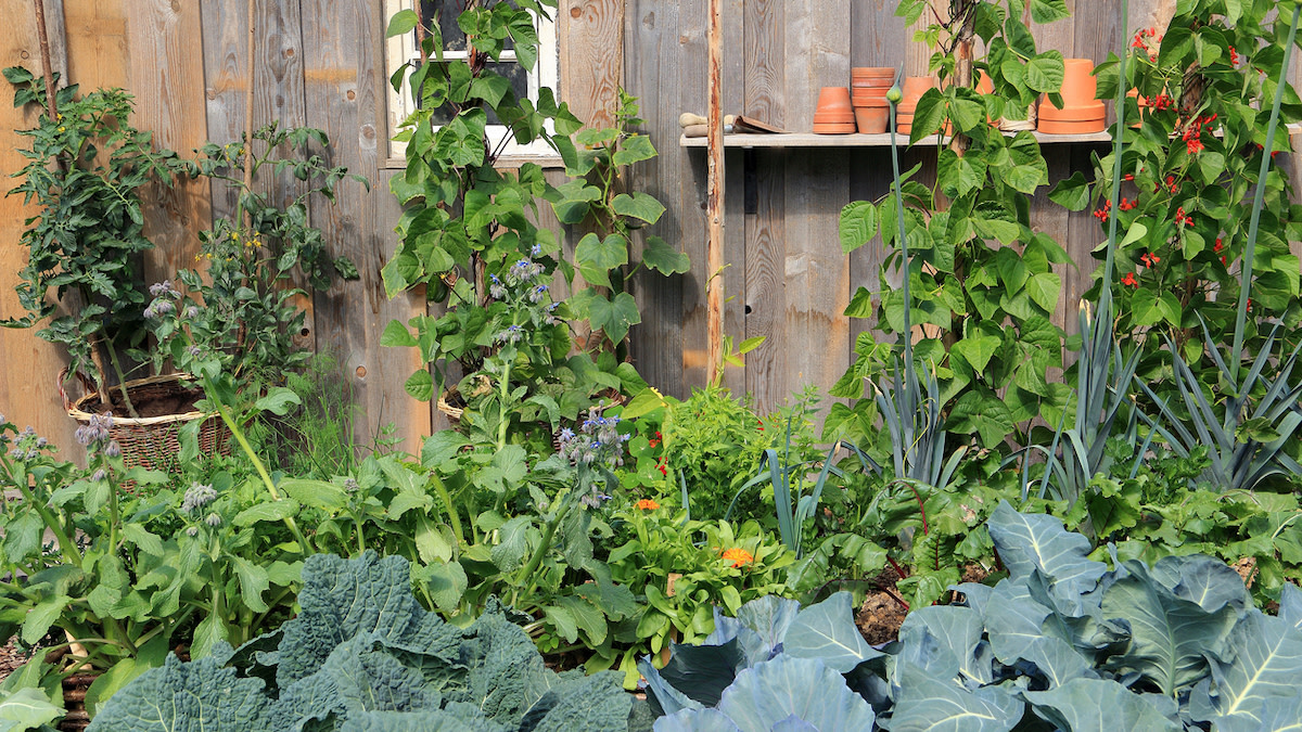 How to Assess Your Garden's Microclimate