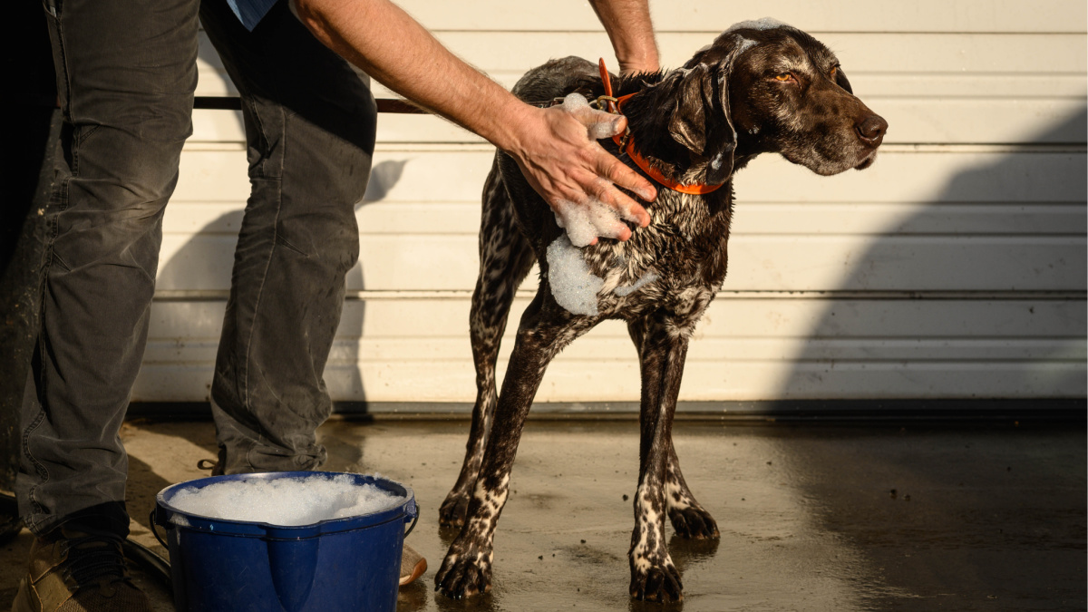 Skunk spray dog store wash