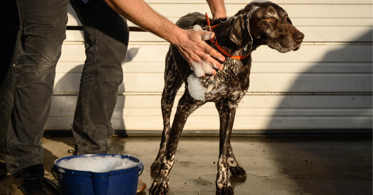 What to Do When Dog Gets Sprayed by Skunk: Ultimate Remedies