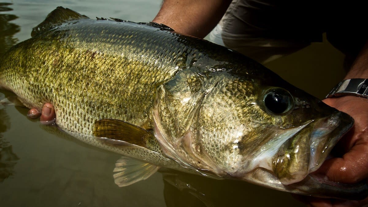 You'll Never Fish Another Alabama Rig After Seeing THIS One… 