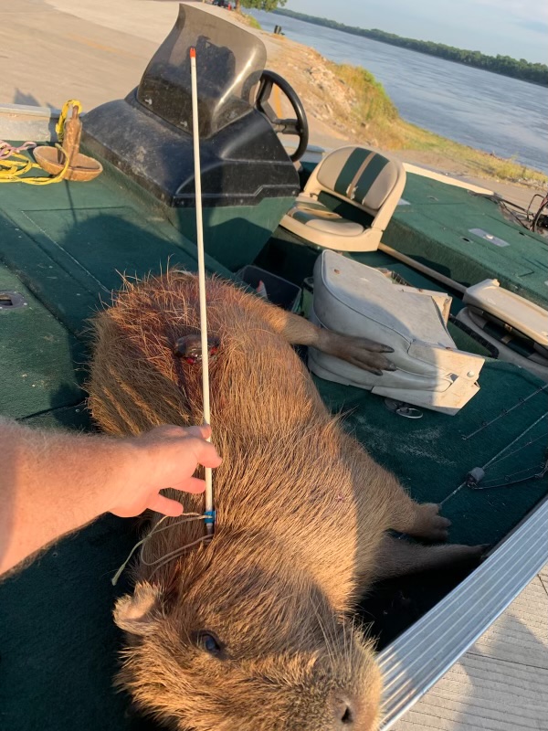 capybara in Illinois