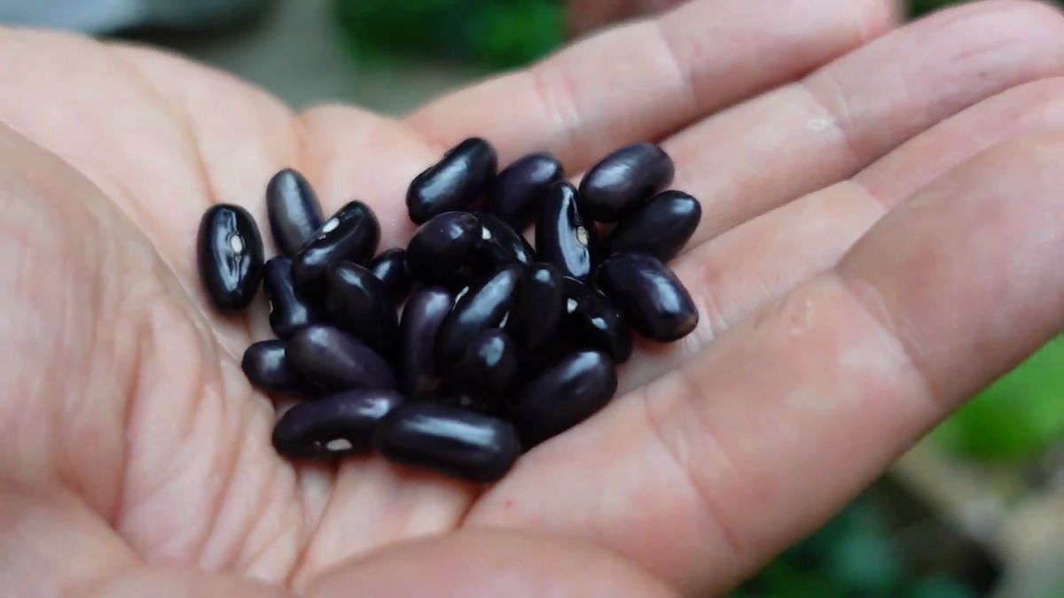 Video: How to Save Seeds from Your Garden