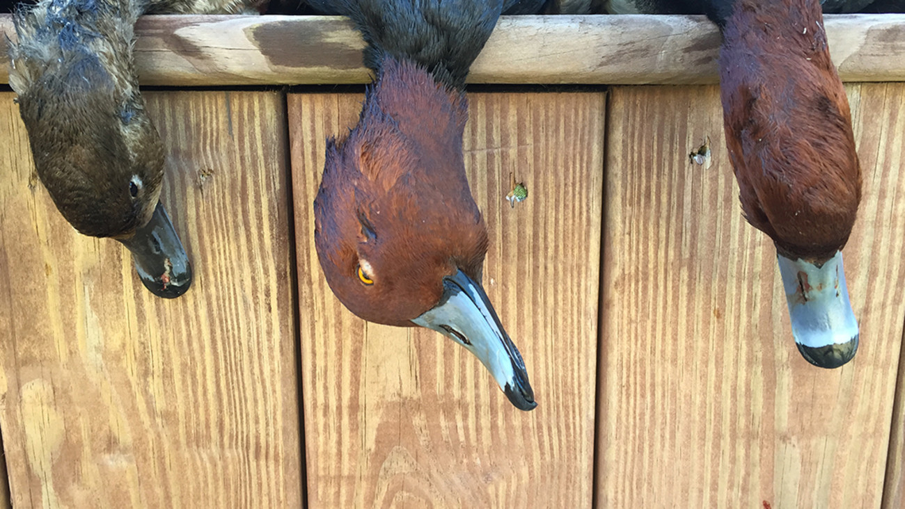 Diver Duck Hunting Methods MeatEater Hunting Diver Duck Hunting Methods MeatEater Hunting