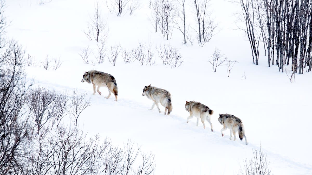 Wolves Killing Colorado Livestock Even Before Formal Reintroduction