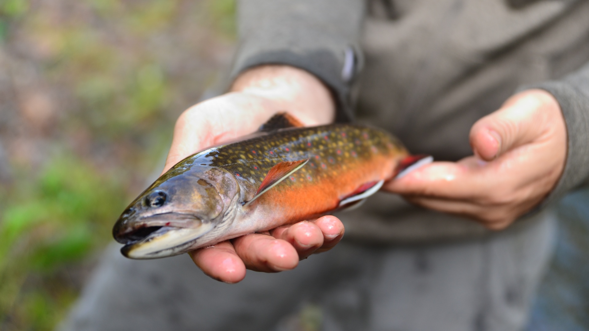 Peace-Trout