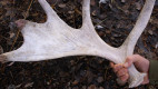Cal’s Poaching Desk: Murder with a Moose Paddle 
