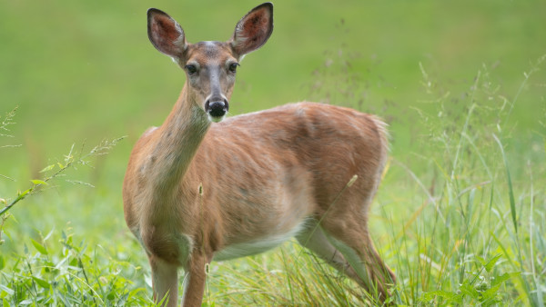 Did CWD Kill Two Unnamed Hunters? Probably Not.