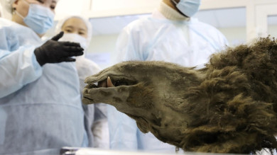 Preserved in Permafrost: 3,500-Year-Old Brown Bear Discovery