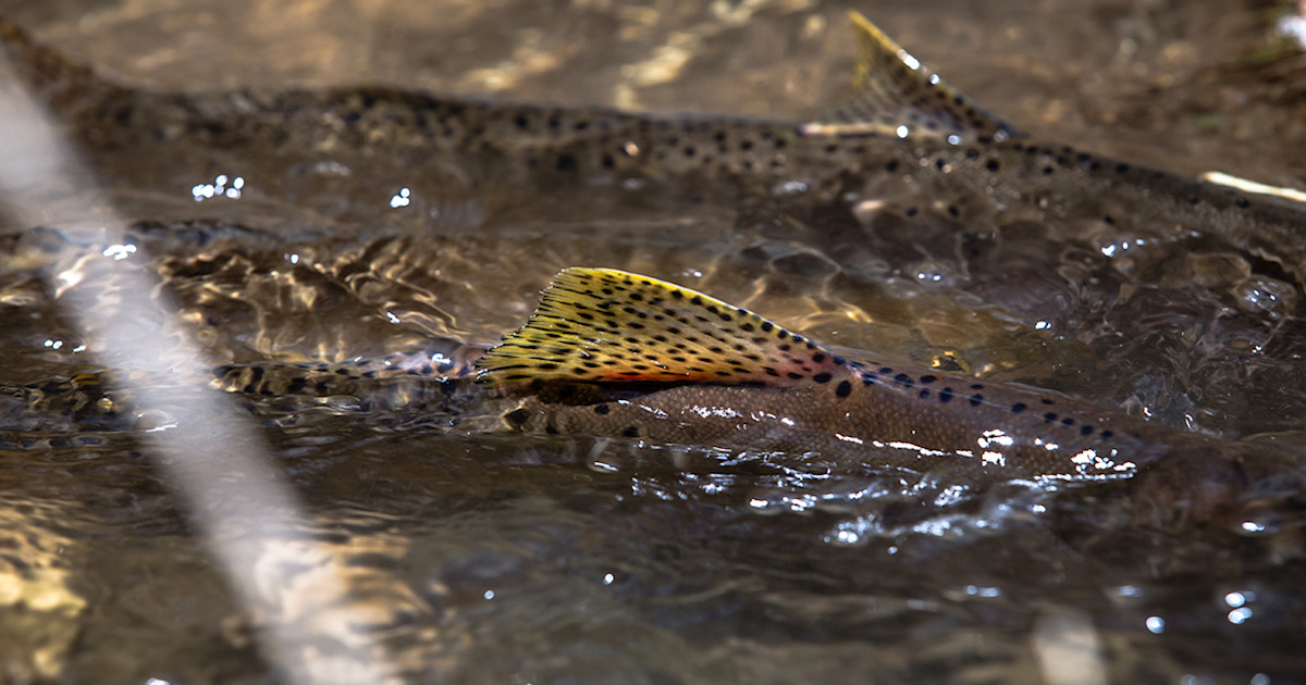 MeatEater Opinion: The Ethics of Fishing for Spawners | MeatEater Fishing
