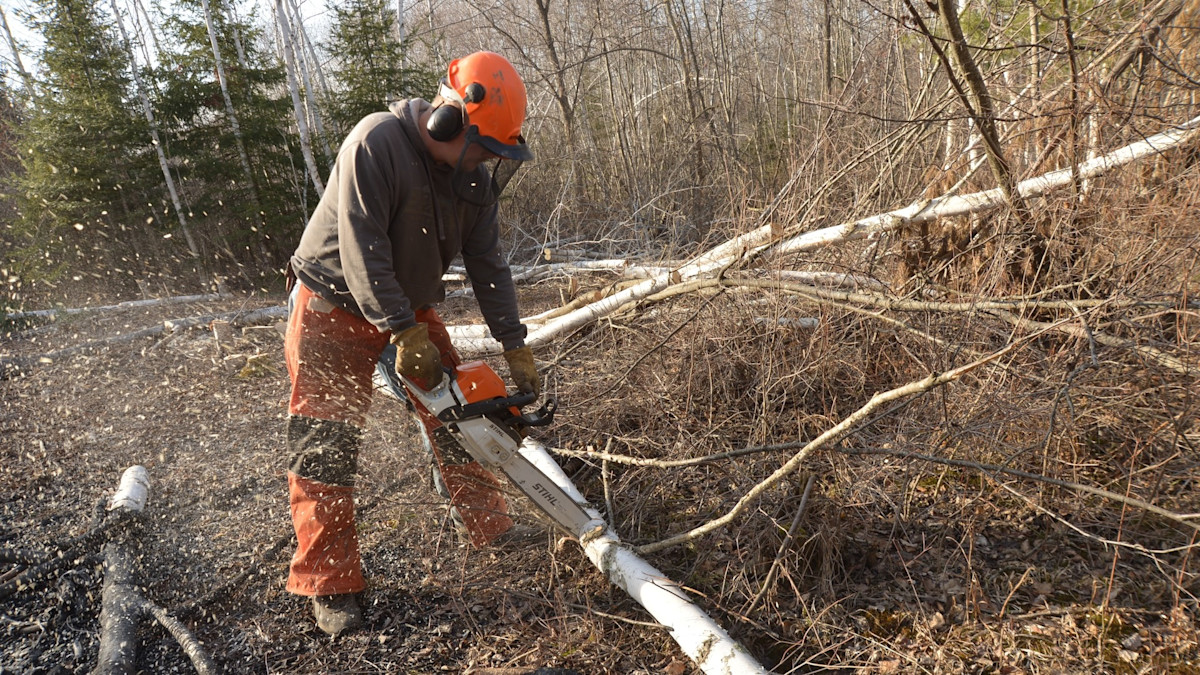 3 Simple Land Improvement Projects that Will Help You Kill More Bucks