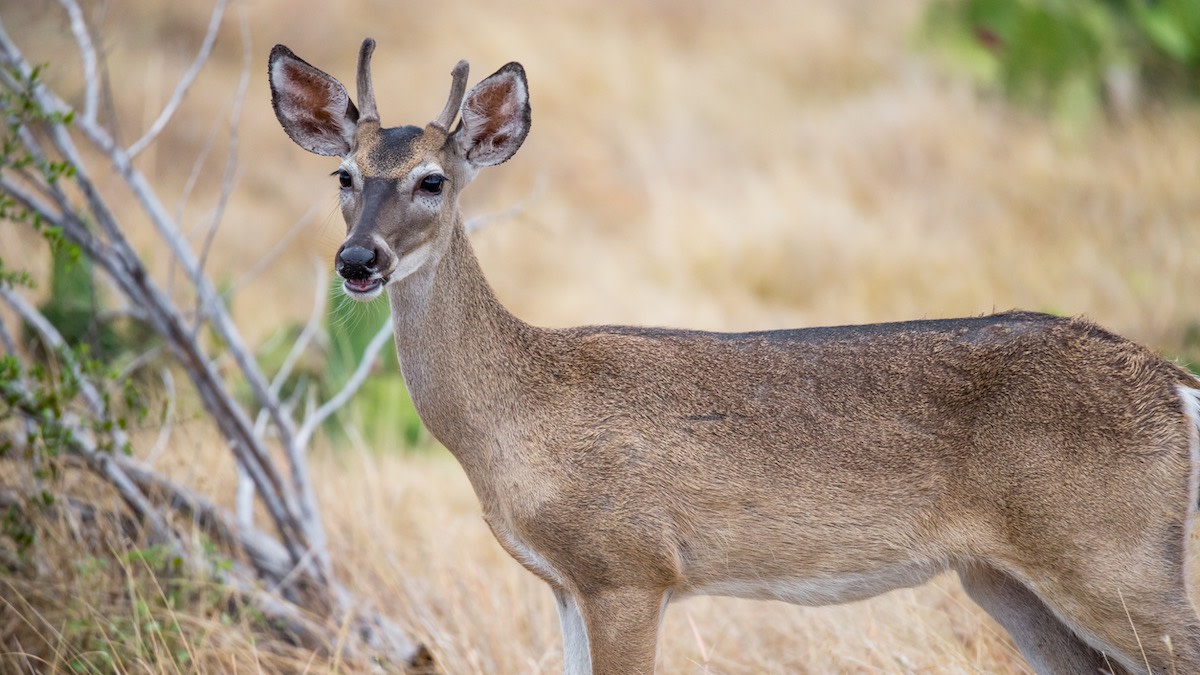 Why deer have antlers - Discover Wildlife