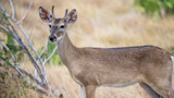 Why Do Female Deer Sometimes Grow Antlers?