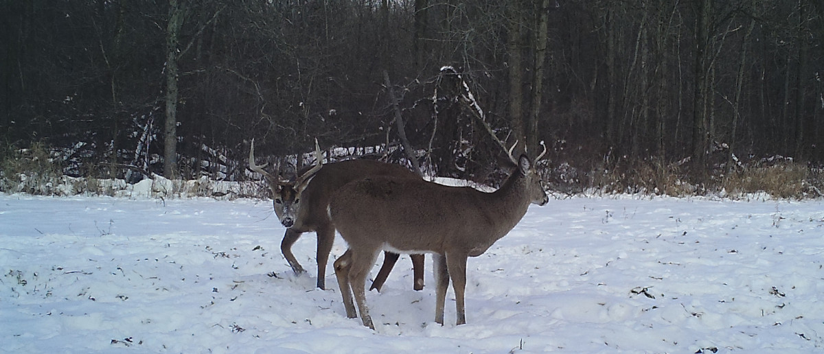 The Hunt for Holyfield’s Sheds