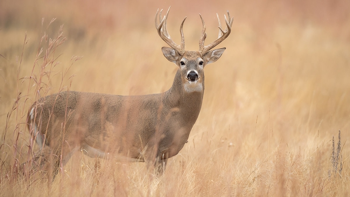 5 Deer Hunting Myths Southern Hunters Believe