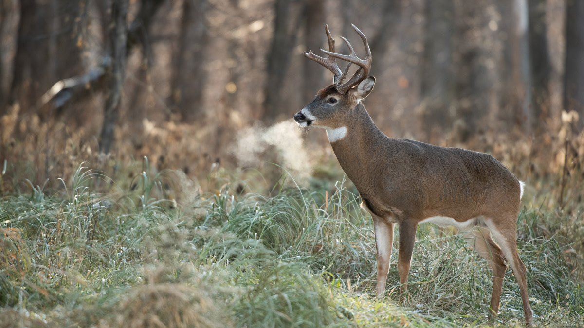 What Temperature Do Deer Move the Most?   : Unveiling the Optimal Temperatures for Deer Migration.