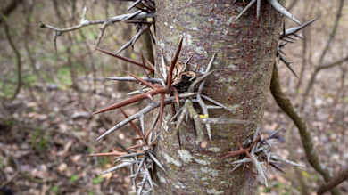 3 Nasty Plants to Avoid During Summer Deer Projects