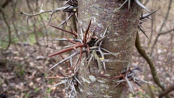 3 Nasty Plants to Avoid During Summer Deer Projects
