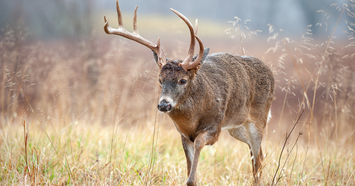 The Injuries and Illnesses that Trigger Amazing Antlers | MeatEater Wired  To Hunt