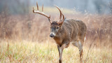 The Injuries and Illnesses that Trigger Amazing Antlers