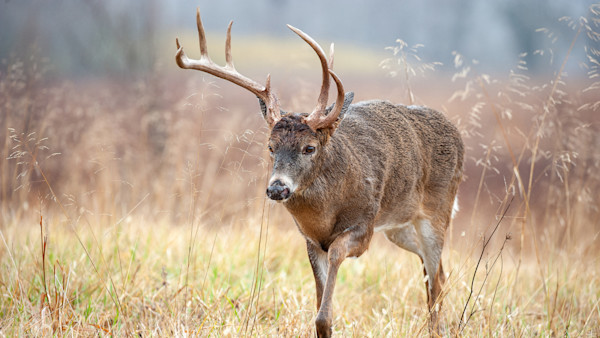 The Injuries and Illnesses that Trigger Amazing Antlers