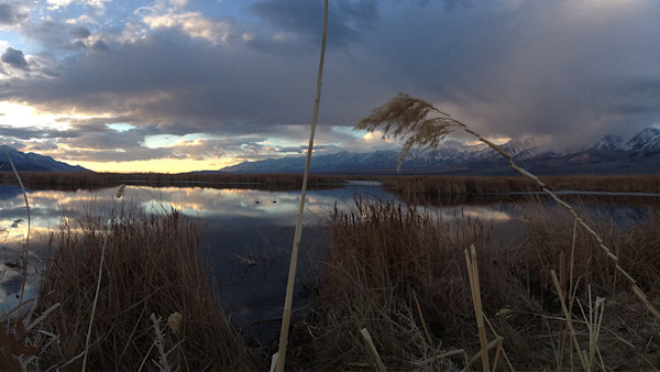 A Basic Overview of Puddle Ducks