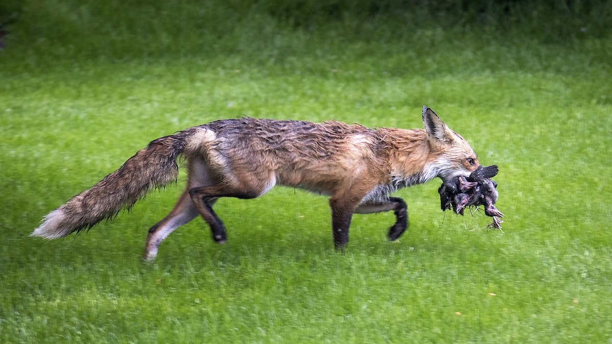 red fox raids grackle nest.jpg