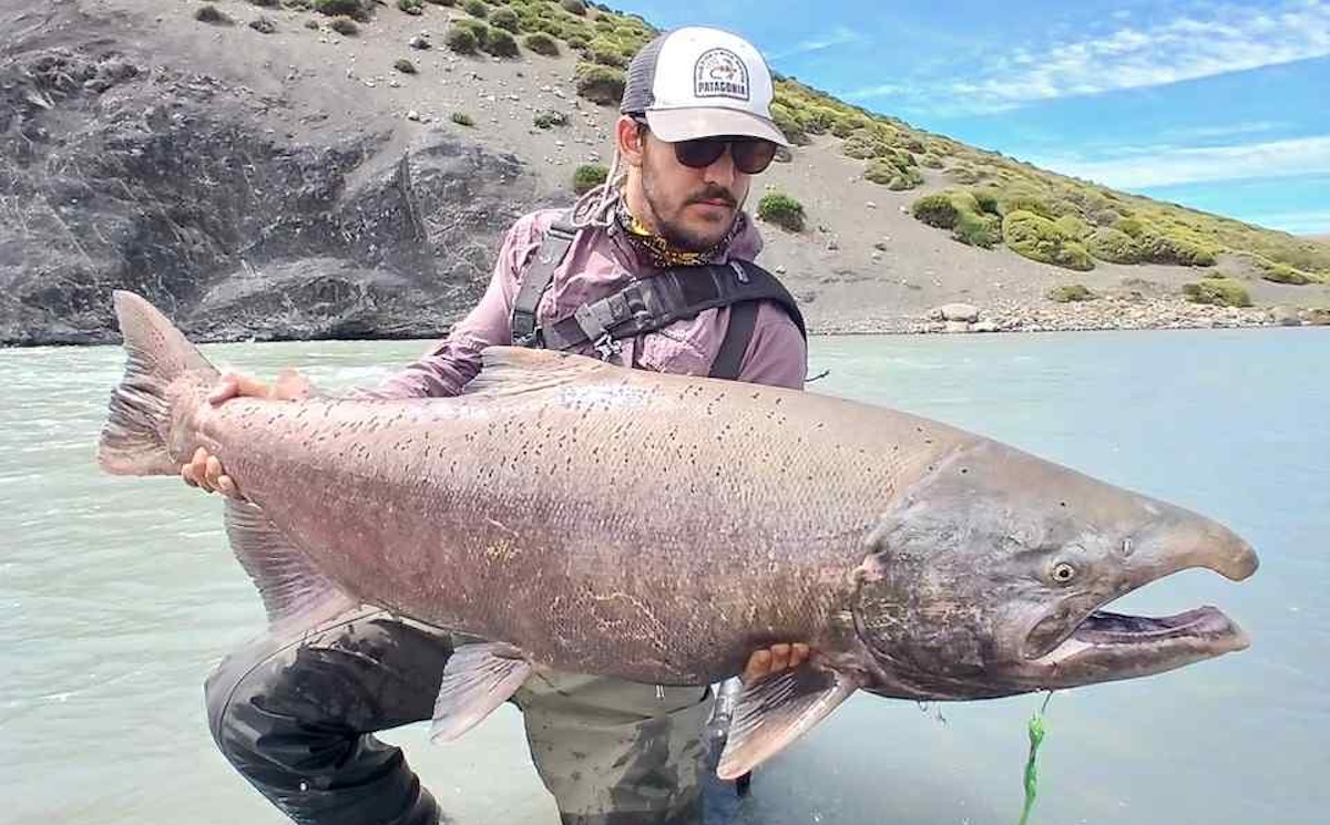king salmon