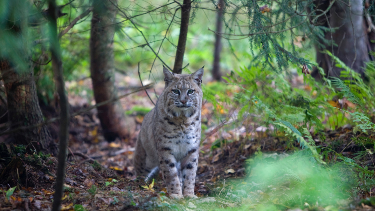One State Might Expand Bobcat Hunting and Trapping Seasons