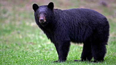 FL2025BearData-2.jpg