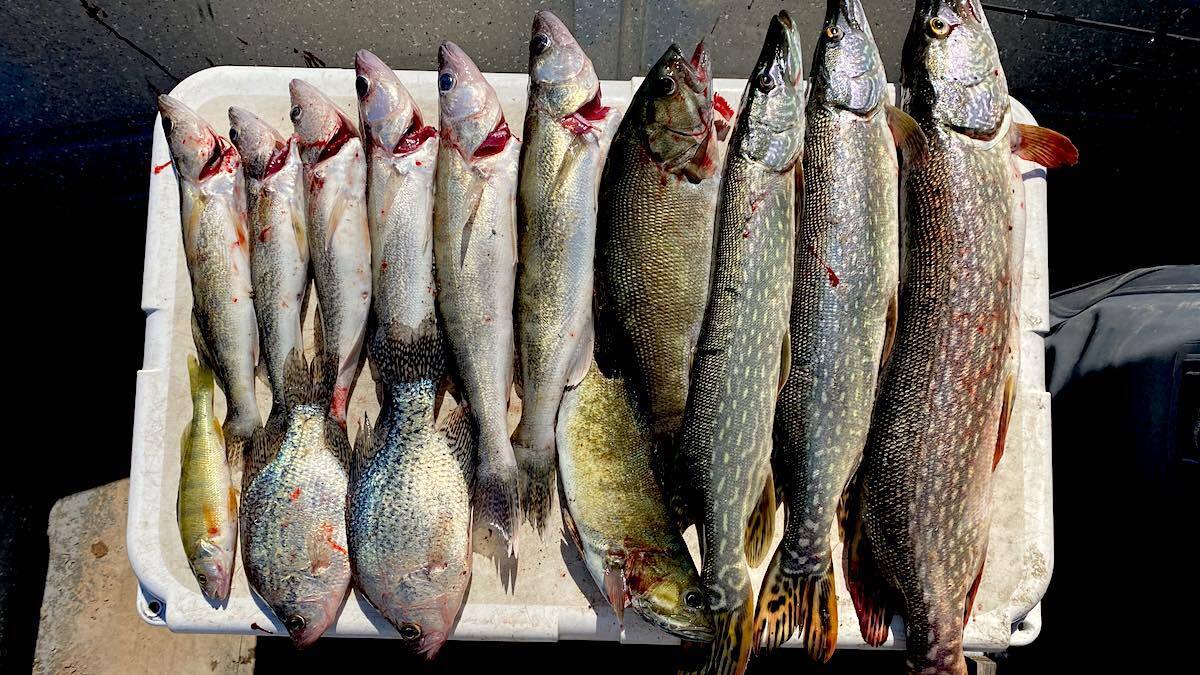 Pesca de tambor de água doce | Comedor de carnePesca de tambor de água doce | Comedor de carne  