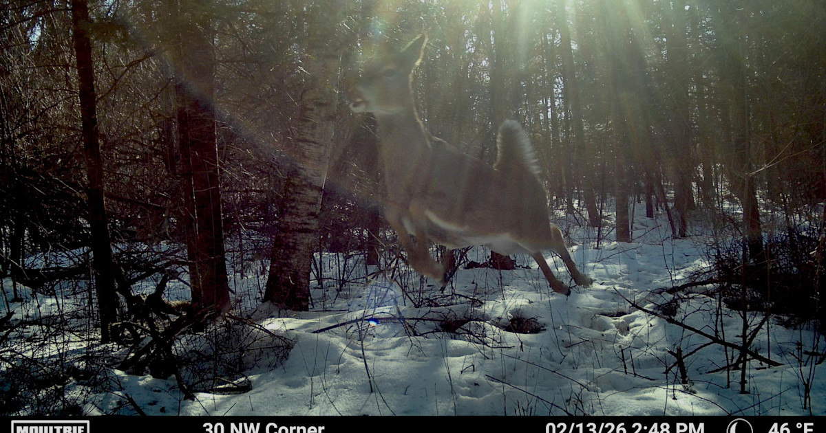 2026 MeatEater Trail Cam Photo Contest 2026 MeatEater Trail Cam Photo Contest