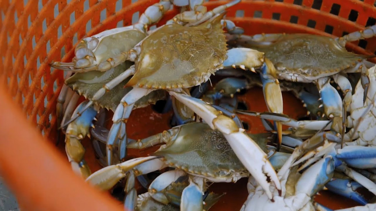 Ghosts of the Chesapeake Part 1 MeatEater Season 8