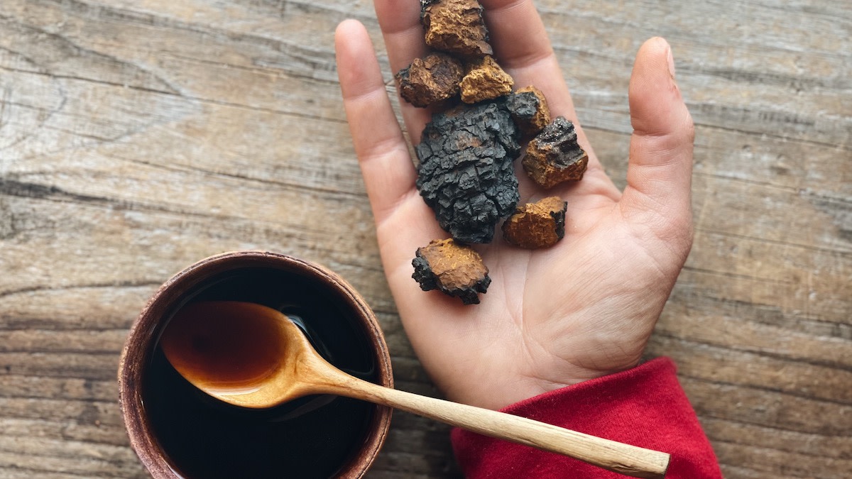 How to Harvest Chaga Mushrooms