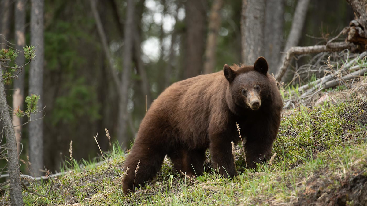 You Can Help Bring Back Washington's Spring Bear Season